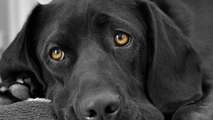Black Labrador Face Closeup